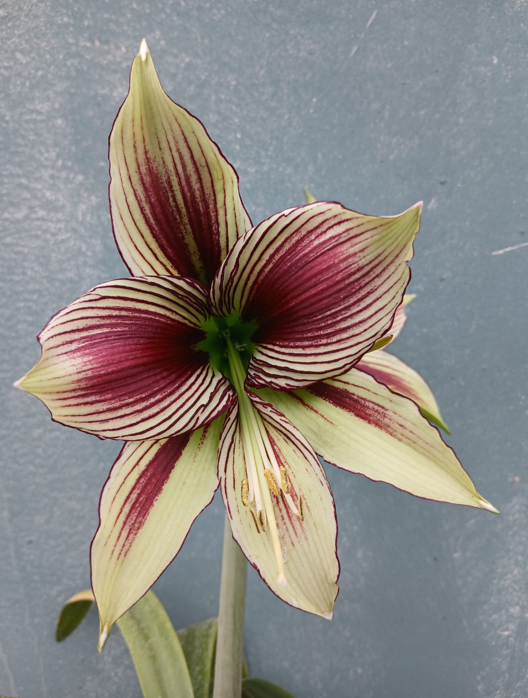 Buy Hippeastrum papilio | Butterfly Amaryllis