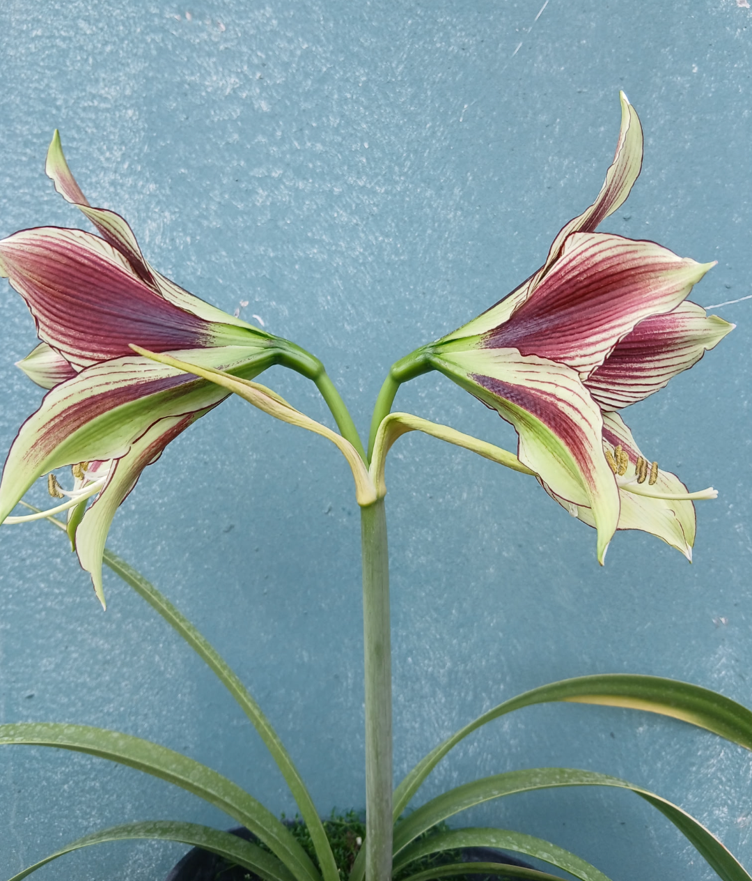 Hippeastrum papilio | Butterfly Amaryllis