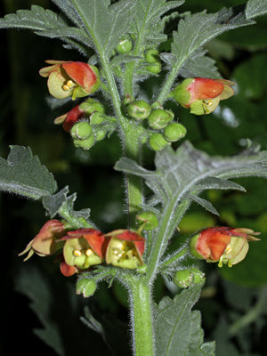 SCROPHULARIA GRANDIFLORA