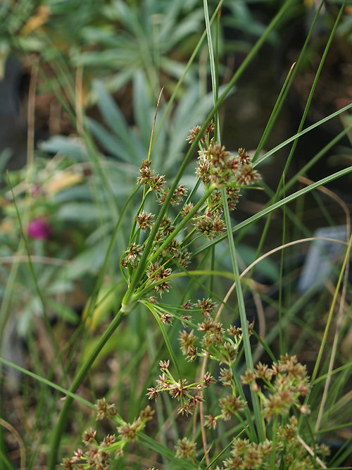 SCIRPUS 'GREEN MIST'