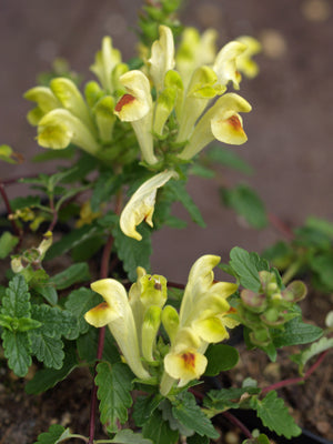 SCUTELLARIA SEVANENSIS