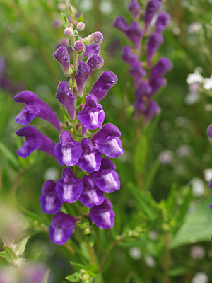 SCUTELLARIA BAICALENSIS