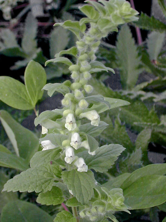 SCUTELLARIA BREVIBRACTEATA