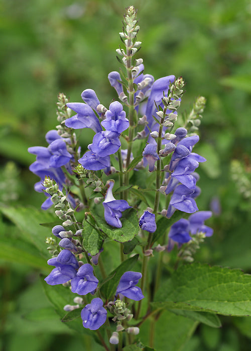 SCUTELLARIA INCANA