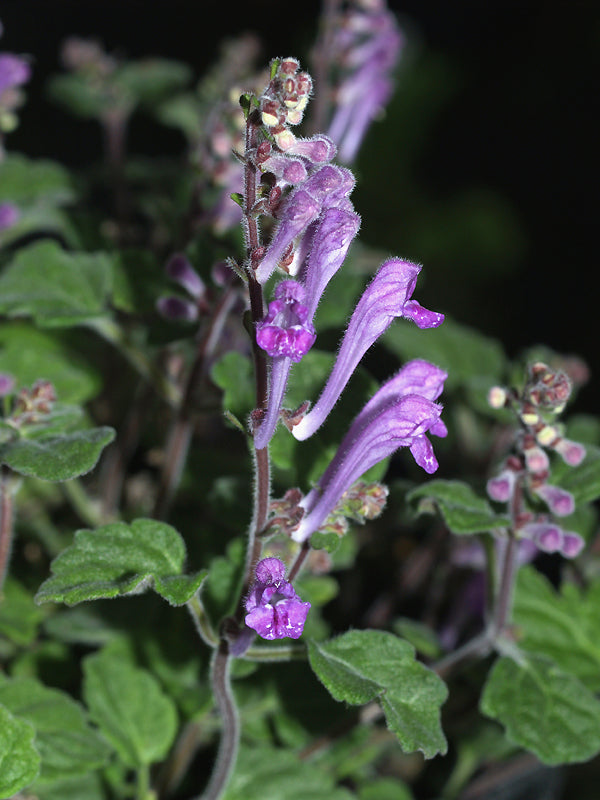 SCUTELLARIA INDICA