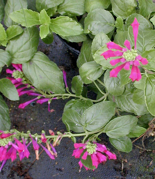 SCUTELLARIA 'RED DRAGON'