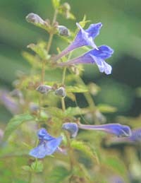 SCUTELLARIA SCORDIFOLIA 'SEOUL SAPPHIRE'