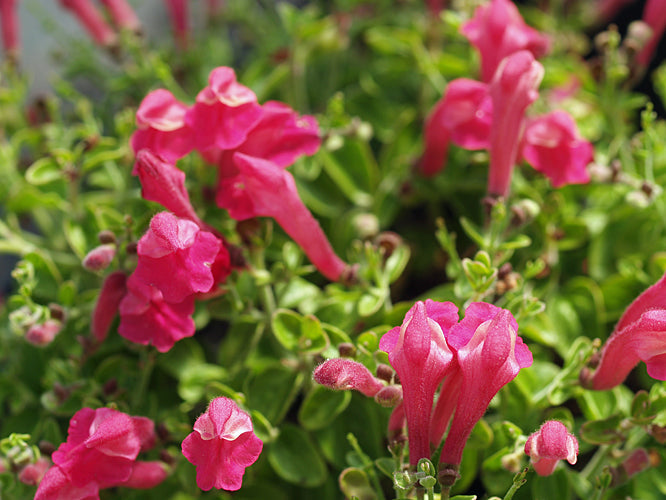 SCUTELLARIA SUFFRUTESCENS 'TEXAS ROSE'