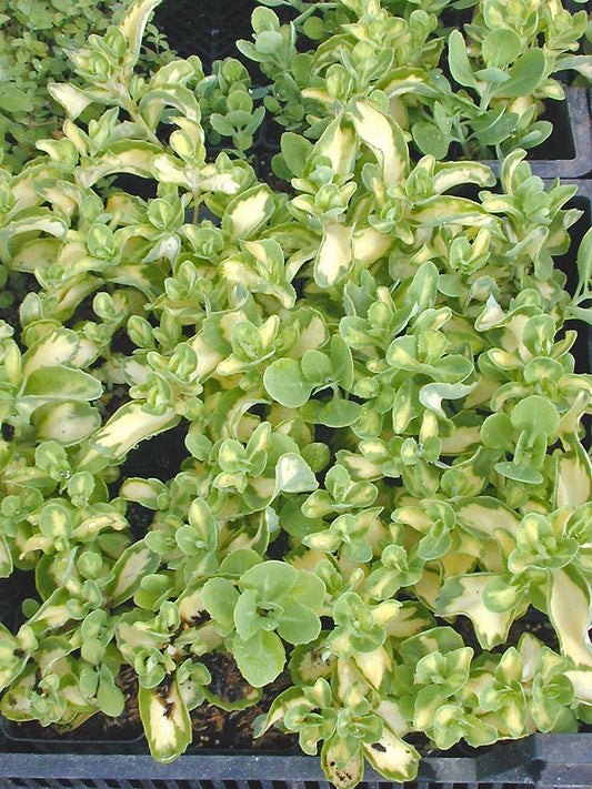 SEDUM ALBOROSEUM 'MEDIOVARIEGATUM'