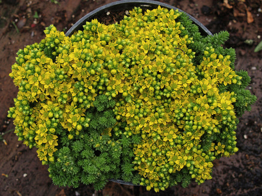 SEDUM ACRE 'HELVETICA'