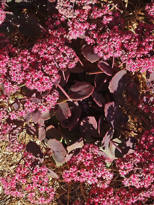 SEDUM 'AMBER'