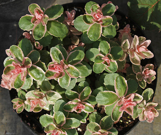 SEDUM 'ANDREW'S PINKY'