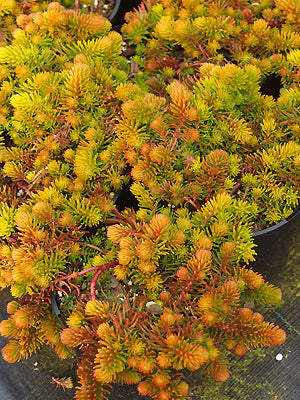 SEDUM RUPESTRE 'ANGELINA'