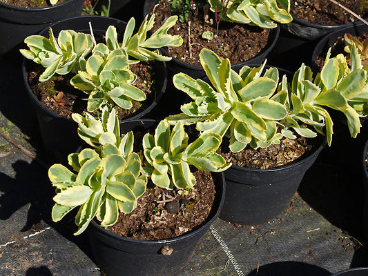 SEDUM 'AUTUMN CHARM'