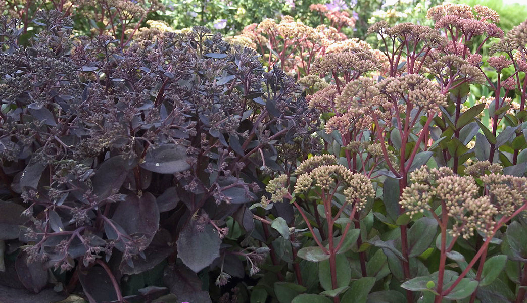 SEDUM 'DARK JACK'