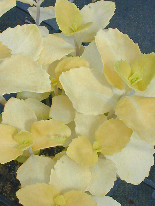 SEDUM ALBOROSEUM 'BLONDIE'