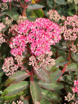 SEDUM 'CARL'