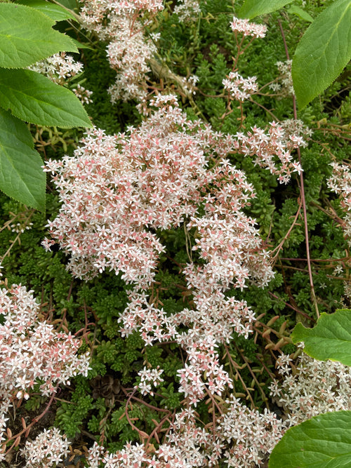 SEDUM ALBUM 'CORAL CARPET'