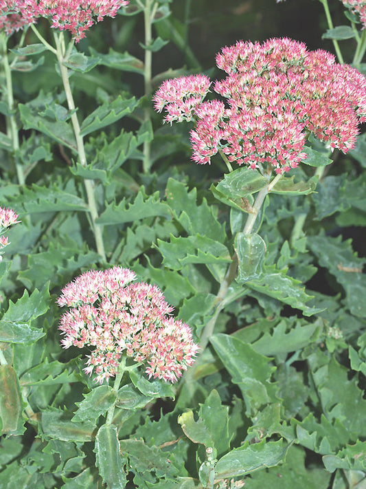 SEDUM 'CRAZY RUFFLES'