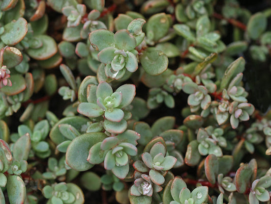 SEDUM CYANEUM 'SAKHALIN'