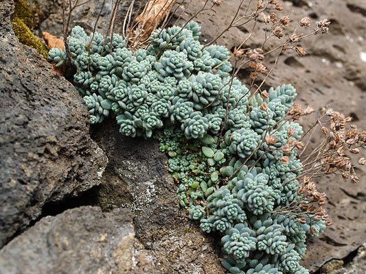 SEDUM DASYPHYLLUM