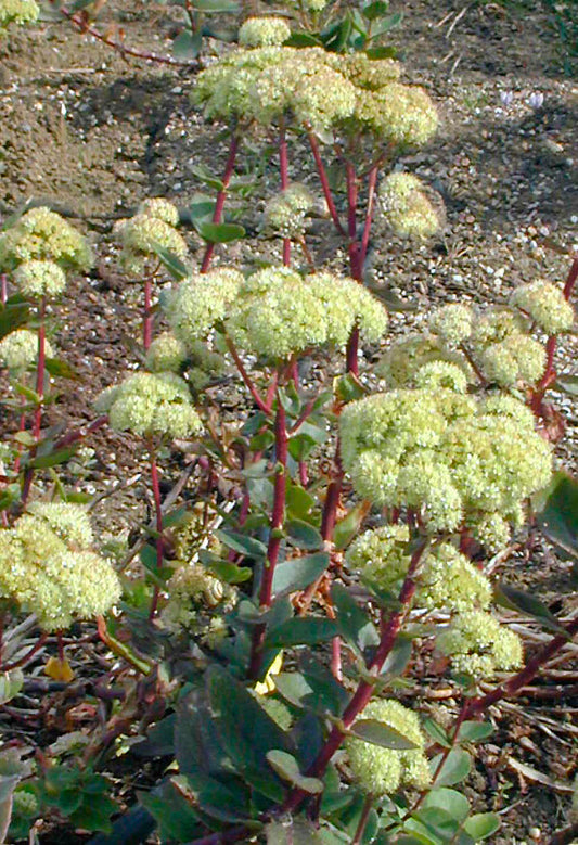 SEDUM TELEPHIUM subsp.MAXIMUM 'GOOSEBERRY FOOL'