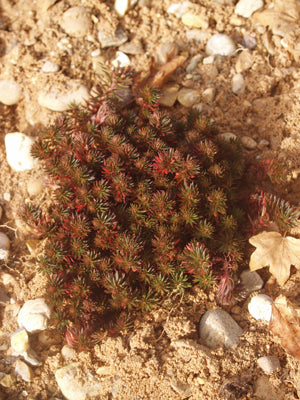 SEDUM POLYTRICHOIDES 'CHOCOLATE BALL'