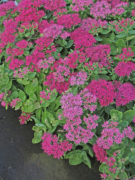 SEDUM SPECTABILE 'HOT STUFF'