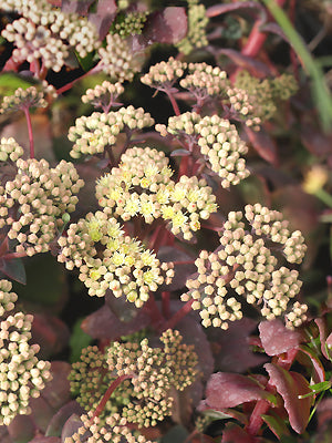 SEDUM TELEPHIUM subsp.RUPRECHTII 'HAB GRAY'