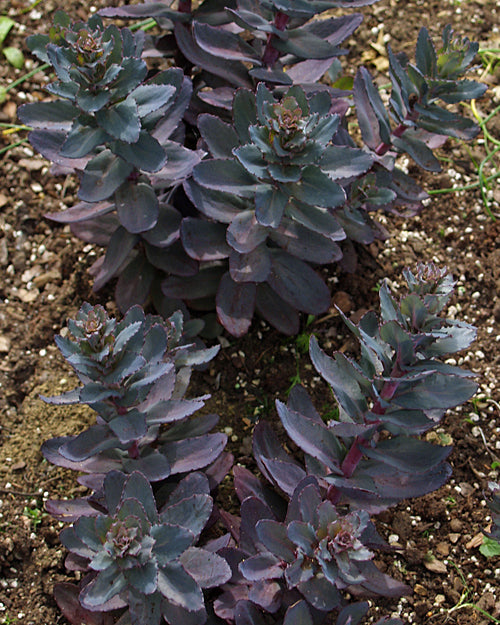 SEDUM 'JOSÉ AUBERGINE'