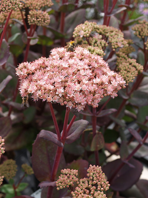 SEDUM 'JOYCE HENDERSON'