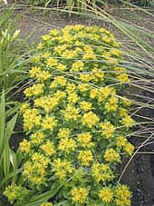 SEDUM KAMTSCHATICUM var.ELLACOMBEANUM