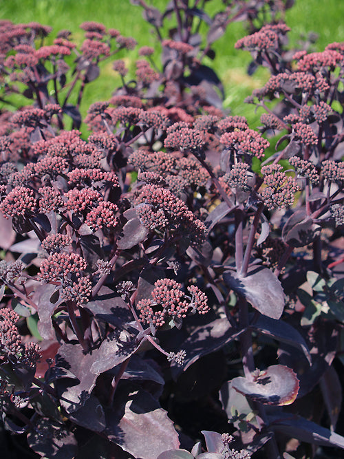 SEDUM TELEPHIUM 'KARFUNKELSTEIN'