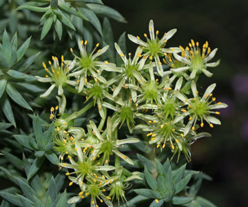 SEDUM SEDIFORME B&F MA-25