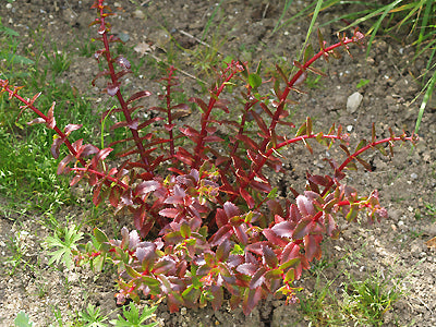 SEDUM 'MARCHANT'S BEST RED'