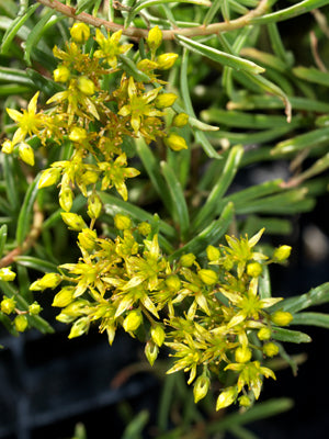 SEDUM MIDDENDORFFIANUM var.DIFFUSUM