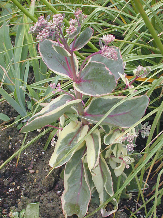 SEDUM 'SAMUEL'S OLIPHANT'