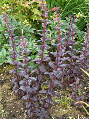 SEDUM 'POSTMAN'S PRIDE'