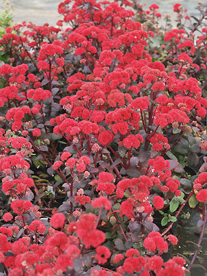 SEDUM 'RED CAULI'