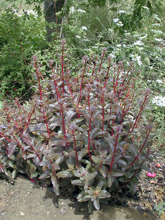 SEDUM 'RINGMORE RUBY'