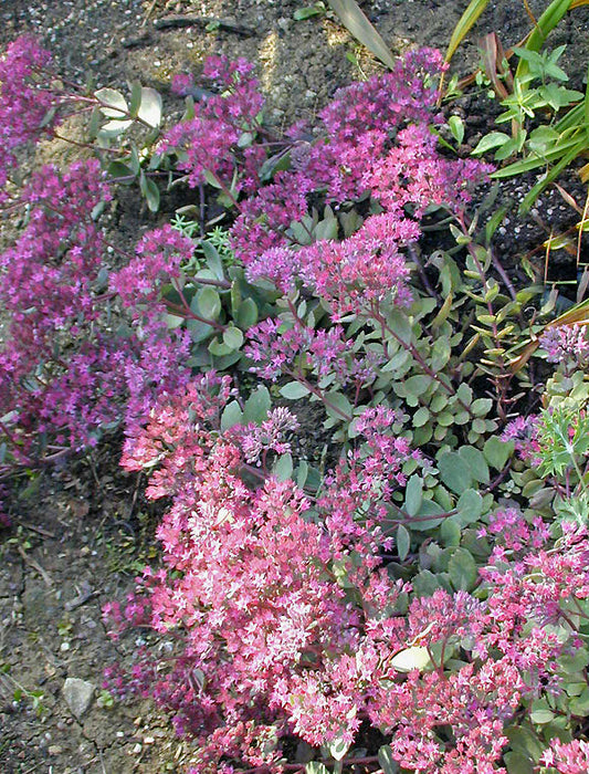 SEDUM 'RUBY GLOW'