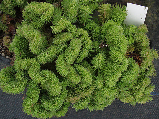 SEDUM RUPESTRE 'MONSTROSUM CRISTATUM'