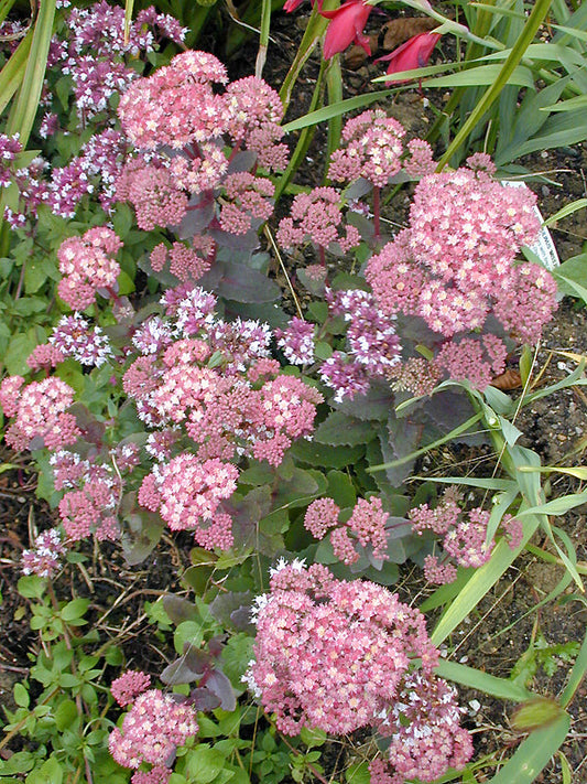 SEDUM seedling from 'Purple Emperor'