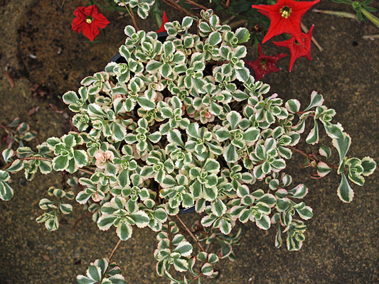 SEDUM SPURIUM 'VARIEGATUM'