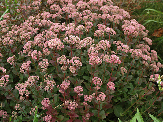 SEDUM 'STEWED RHUBARB MOUNTAIN'