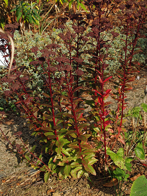 SEDUM TELEPHIUM 'DENTATA'