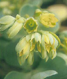 SEDUM SP. xxx