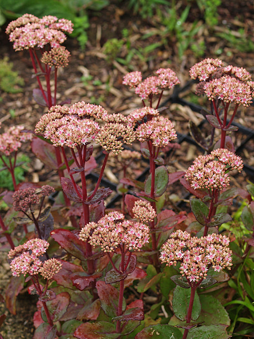 SEDUM (from David Foreman)