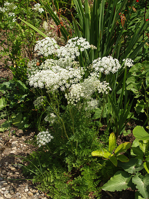 SELINUM CARVIFOLIUM