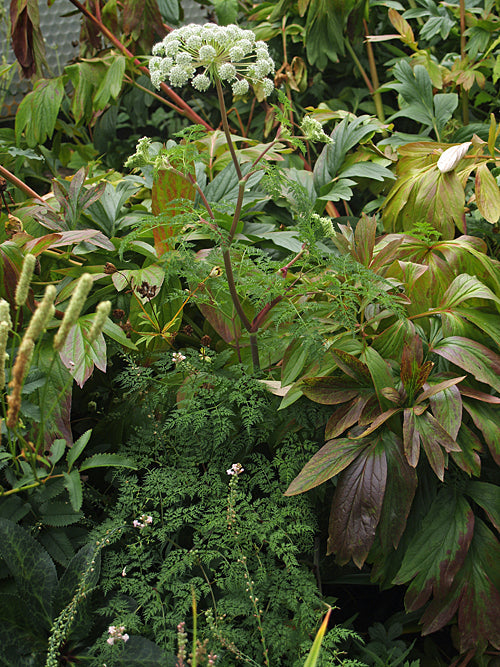 SELINUM WALLICHIANUM 5-PINNATE